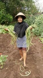 Kelompok Wanita Tani Panen Hasil Sayur