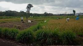 Petani SuksesTanam Padi Diluar Musim Hujan