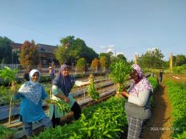 KWT Logandeng Panen Sayur Kangkung